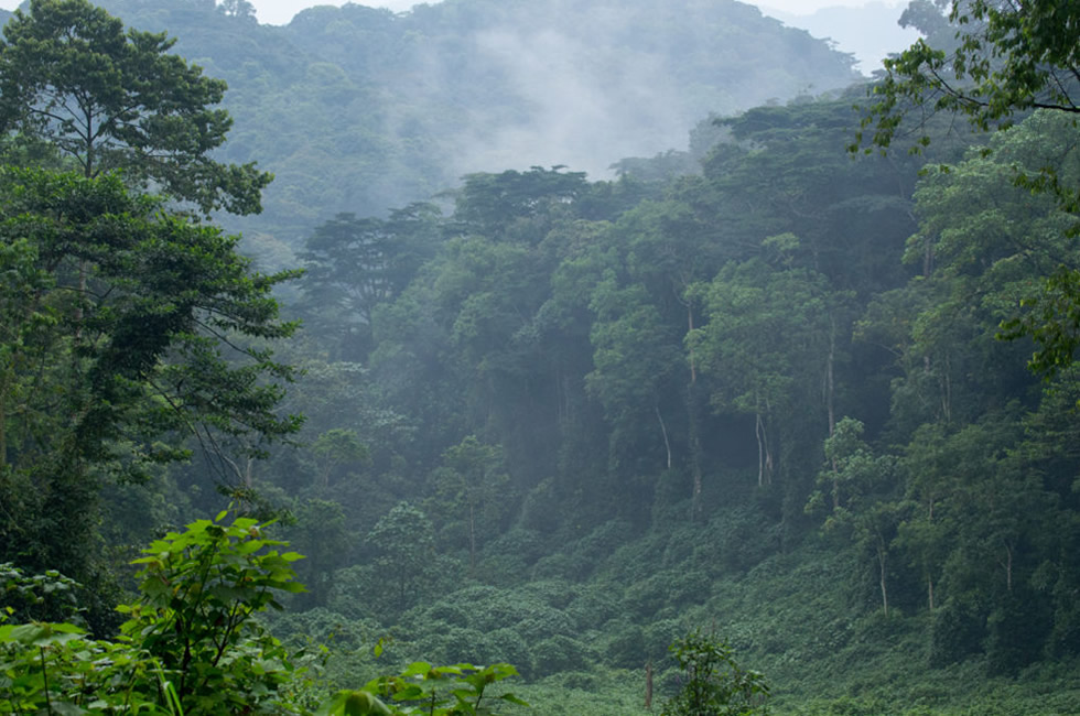 Explore Bwindi Impenetrable National Park